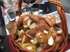 Boletus rex-veris