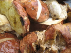 Boletus rex-veris
