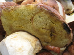 Boletus rex-veris