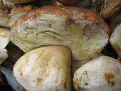Boletus rex-veris