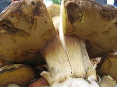 Boletus rex-veris