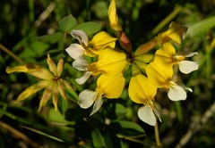 Hosackia pinnata