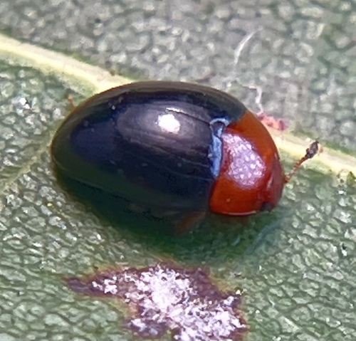 Tritoma atriventris