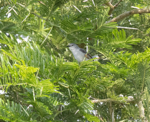 Red-winged Grey Warbler (Drymocichla incana), photo 8