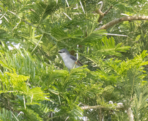 Red-winged Grey Warbler (Drymocichla incana), photo 1
