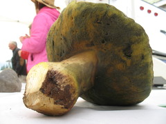 Butyriboletus primiregius