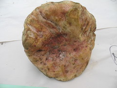 Butyriboletus primiregius