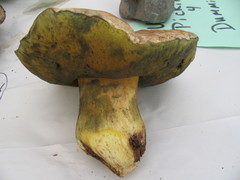 Butyriboletus primiregius