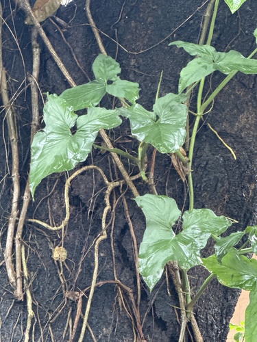 Goosefoot-plant