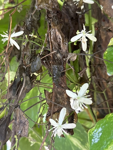 Evergreen Clematis
