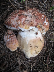 Boletus rex-veris