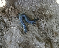 Otostigmus silvestrii
