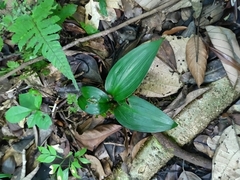 Hymenocallis tubiflora, photograph (c) Guillaume Delaitre, some rights reserved (CC BY)