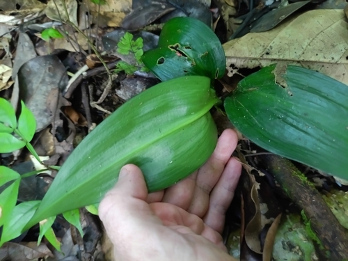Hymenocallis tubiflora, photograph 5