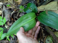 Hymenocallis tubiflora, photograph (c) Guillaume Delaitre, some rights reserved (CC BY)