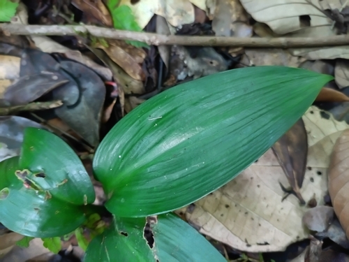 Hymenocallis tubiflora, photograph 6