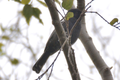 Melaniparus niger ravidus