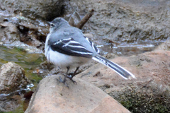 Motacilla clara