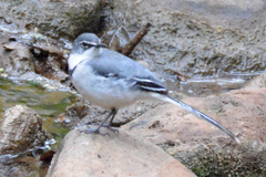 Motacilla clara
