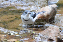 Motacilla clara