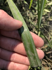 Cyperus exaltatus