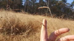 Rhynchospora inexpansa