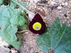 Aristolochia variifolia