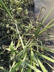 Cyperus exaltatus