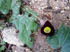 Aristolochia variifolia