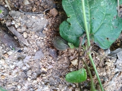 Aristolochia variifolia