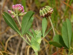 Trifolium bifidum decipiens