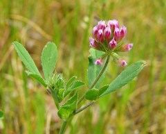 Trifolium bifidum decipiens