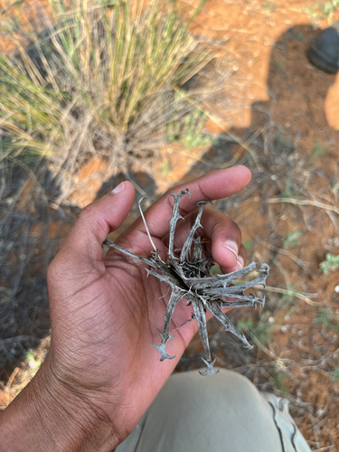Harpagophytum procumbens, photograph 5