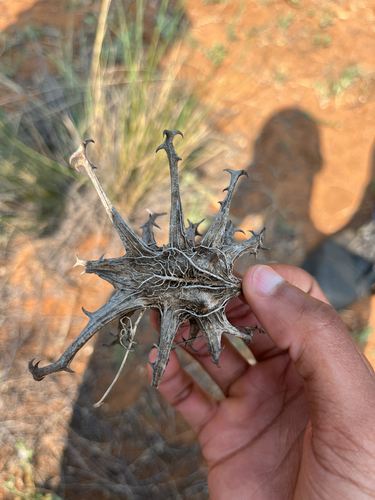 Harpagophytum procumbens, photograph 6