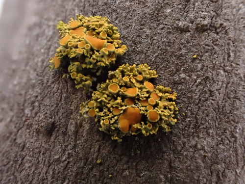 iNaturalist observation photo of Pin-cushion Sunburst Lichen