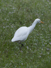 Bubulcus ibis image