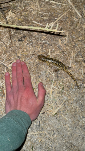 Western Tiger Salamander