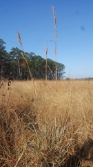 Andropogon virginicus