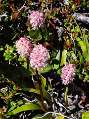 Tofieldia coccinea