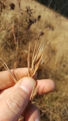 Andropogon virginicus