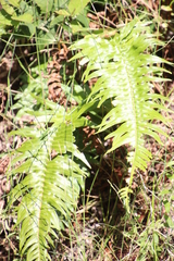 Blechnum punctulatum punctulatum