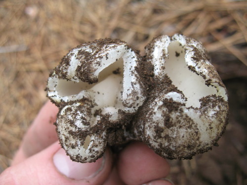 Sarcosphaera