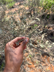 Acacia haematoxylon (Acacia haematoxylon)
