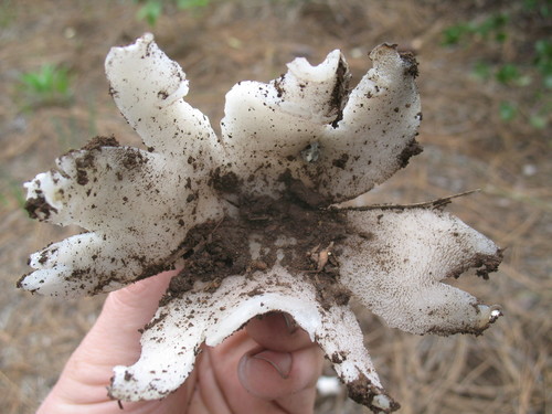 Sarcosphaera
