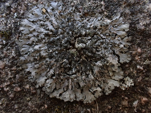 iNaturalist observation photo of Mealy Shadow Lichen
