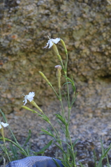 Silene kuschakewiczii