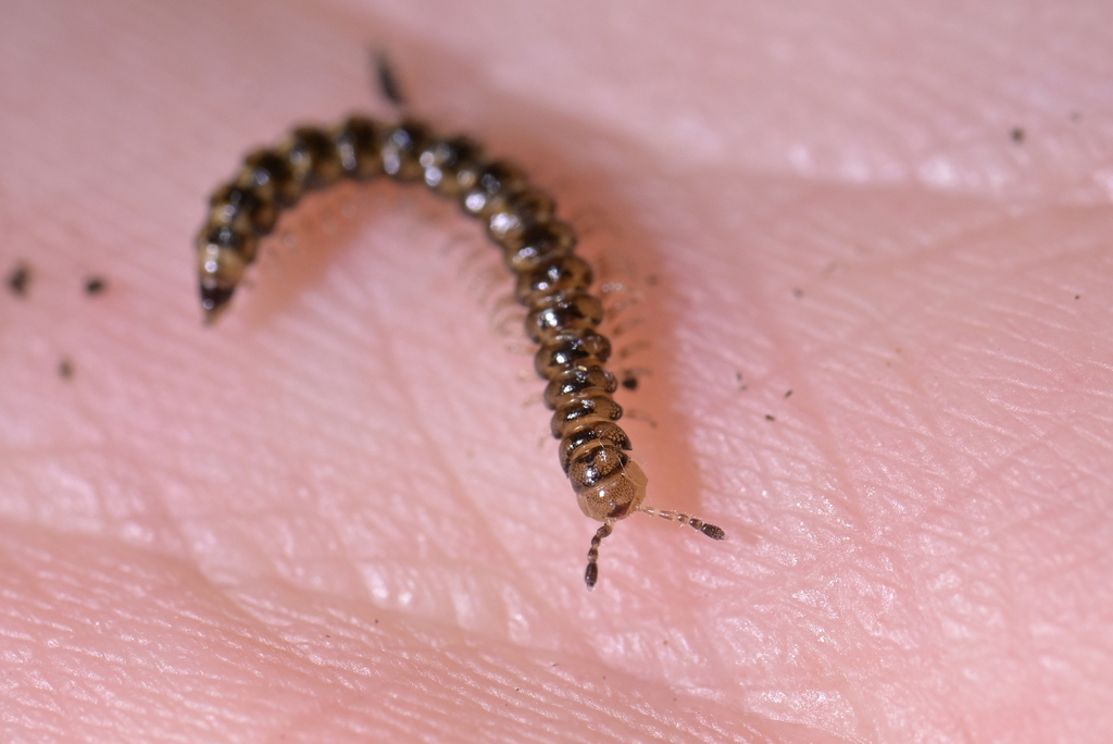 Dityloura edaphica