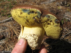 Butyriboletus abieticola