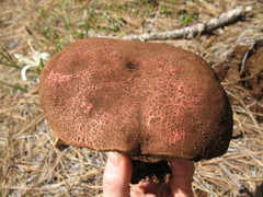 Butyriboletus abieticola