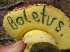 Butyriboletus abieticola